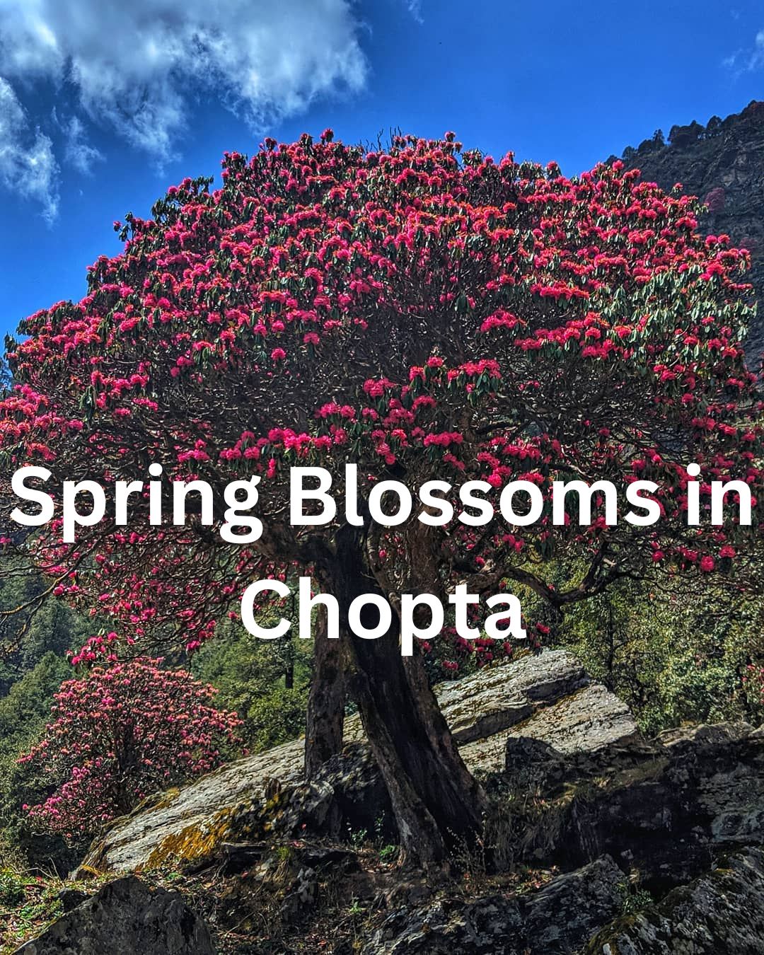 Spring Blossoms in Chopta – Rhododendrons, Meadows & Trekking